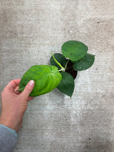 Load image into Gallery viewer, Syngonium Ice Frost 4&quot;