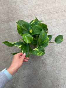 Epipremnum aureum 6" - Hawaiian Golden Pothos