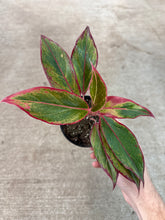 Load image into Gallery viewer, Aglaonema &#39;Siam&#39; 4&quot; - Chinese Evergreen