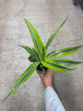 Load image into Gallery viewer, Dracaena &#39;Lemon Lime&#39; 4&quot;