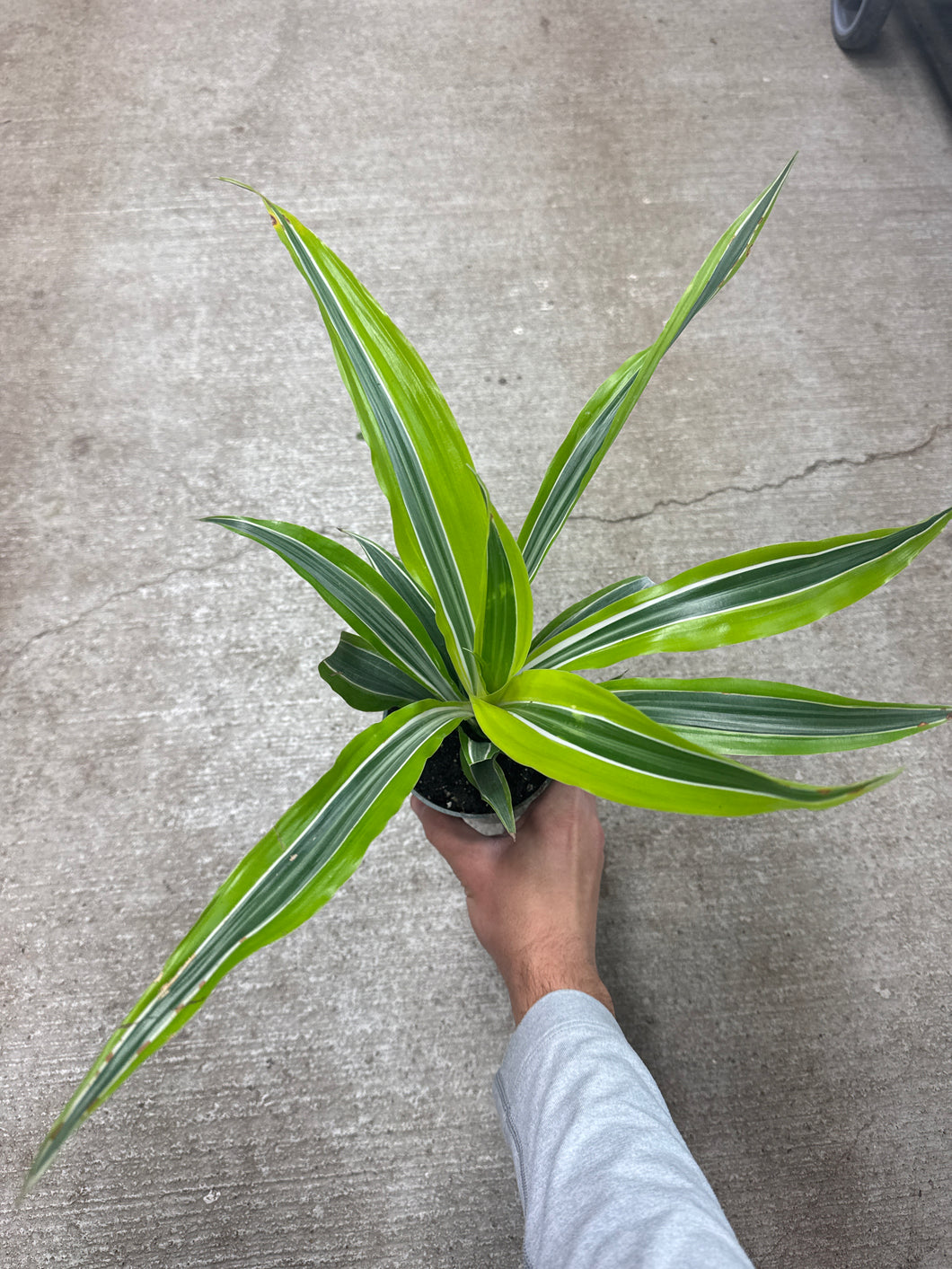 Dracaena 'Lemon Lime' 4
