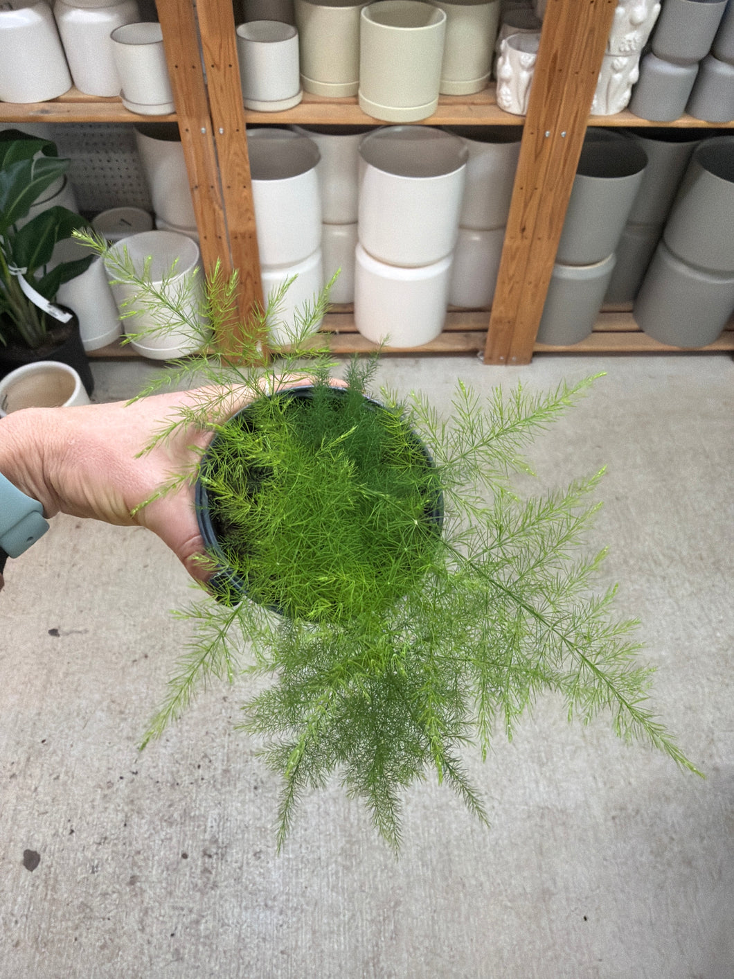 Asparagus setaceus 4