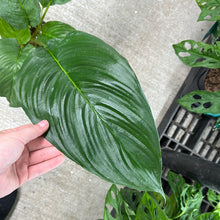Load image into Gallery viewer, Tacca integrifolia 6&quot; - Bat Plant