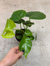 Load image into Gallery viewer, Monstera Deliciosa 6" - Split Leaf Philodendron