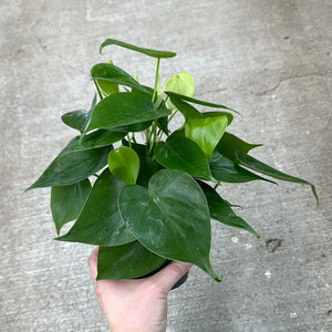 Philodendron hederaceum 4" - Heartleaf Philodendron