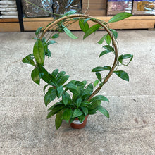 Load image into Gallery viewer, Hoya sp. 4&quot; - Assorted Wax Plant on Hoop