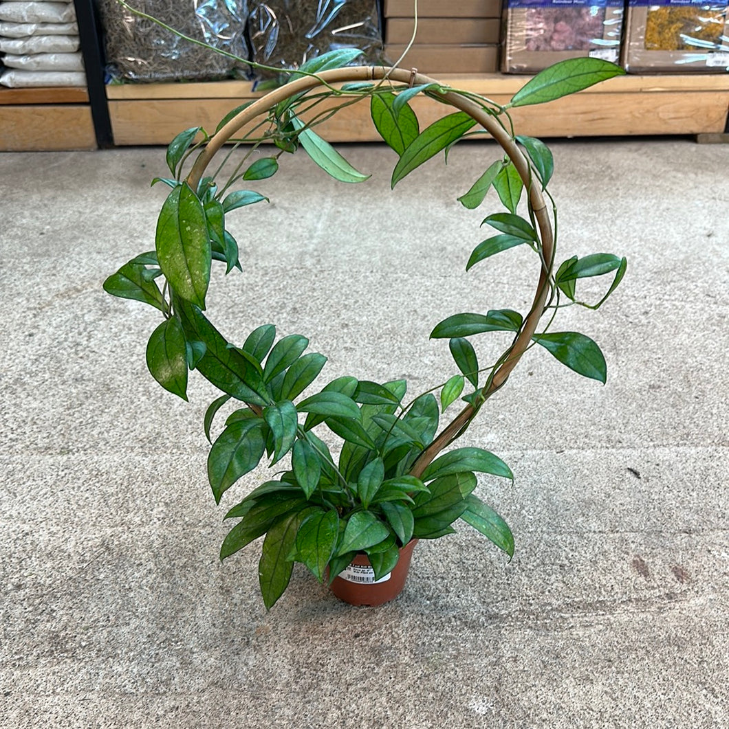 Hoya sp. 4