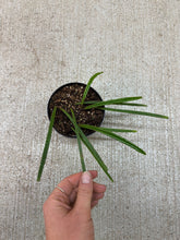 Load image into Gallery viewer, Hoya Insularis 4&quot;