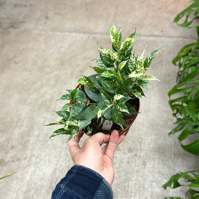 Ficus benjamina 'El Dorado' 6