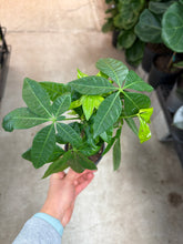 Load image into Gallery viewer, Pachira Aquatica 4&quot; - Money Tree