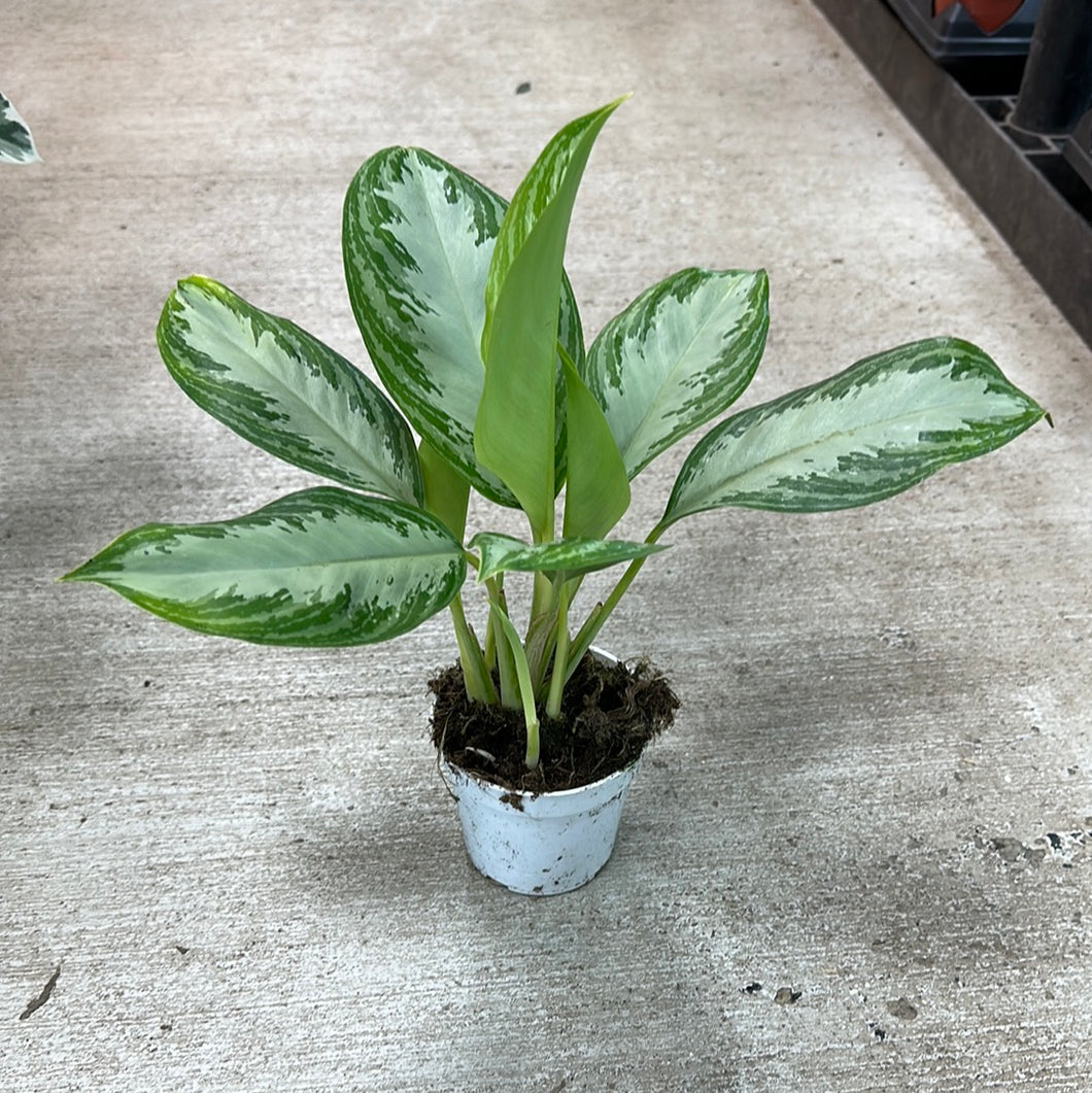 aglaonema lakchai Aglaonema Leprechaun 4"