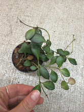 Load image into Gallery viewer, Hoya carmelae 2&quot;