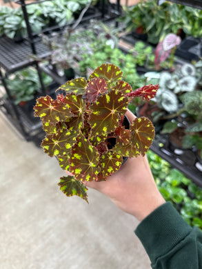 Begonia Tiger Paws 4