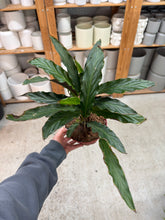 Load image into Gallery viewer, Calathea rufibarba 6"