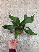 Load image into Gallery viewer, Staghorn Fern Netherlands 4"