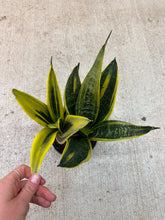 Load image into Gallery viewer, Sansevieria Golden Flame 6" - Snake Plant