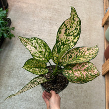 Load image into Gallery viewer, Aglaonema Etta Rose 6&quot;