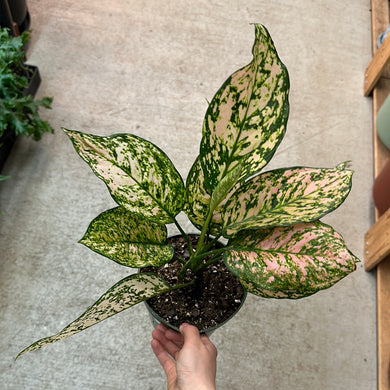 Aglaonema Etta Rose 6