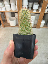 Load image into Gallery viewer, Mammilaria elongata 2" - Ladyfinger cactus