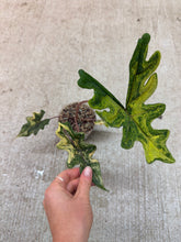 Load image into Gallery viewer, Alocasia Jacklyn Variegata Aurea 4"