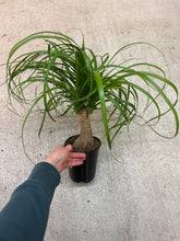 Load image into Gallery viewer, Beaucarnia sp. 6&quot; - Ponytail Palm