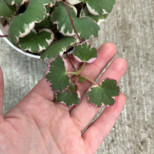 Load image into Gallery viewer, Saxifraga s. Tricolor 4&quot; - Strawberry Begonia