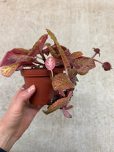 Load image into Gallery viewer, Episcia sp. 4" - Flame Violet