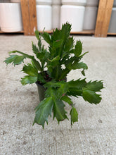 Load image into Gallery viewer, Zygo-Schlumbergera sp. 4" - Holiday Cactus