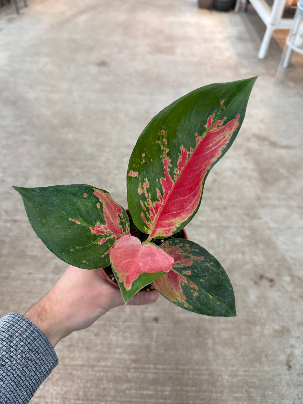 aglaonema eastern red Aglaonema Eastern Red 4"