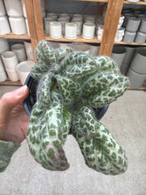 Load image into Gallery viewer, Primulina dryas 4" - Primulina