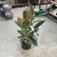 Load image into Gallery viewer, Ficus Ruby 10&quot; - Rubber Plant
