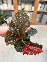 Load image into Gallery viewer, Begonia Cracklin Rosie 4&quot;