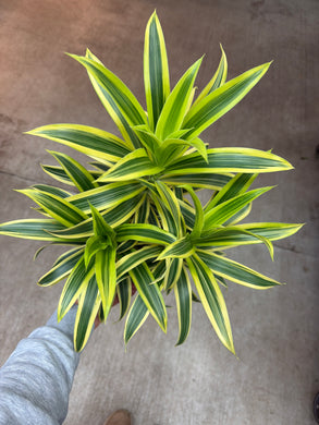 Dracaena reflexa 6