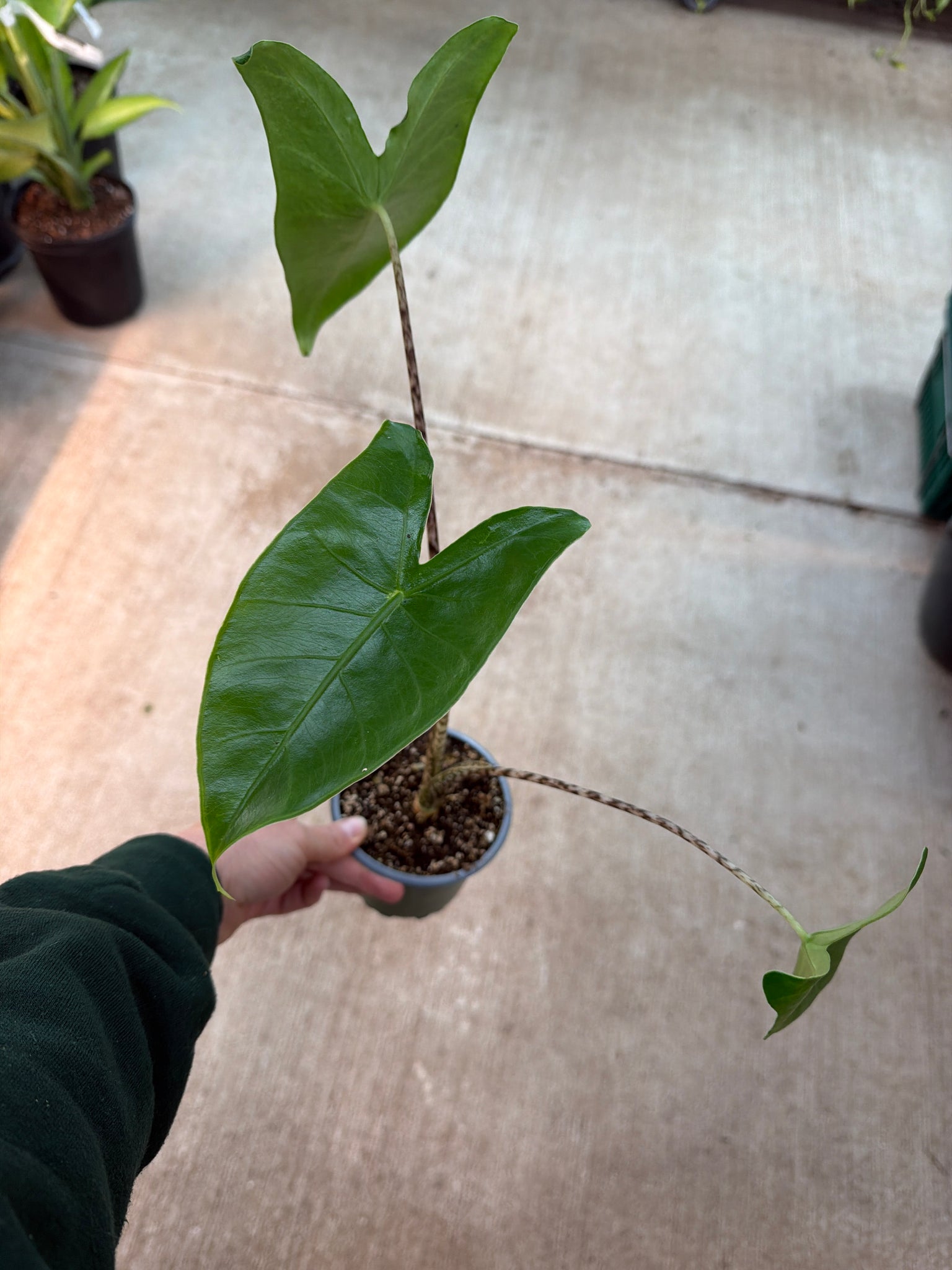 tiger elephant ear plant Alocasia 'Zebrina Tiger' 4"