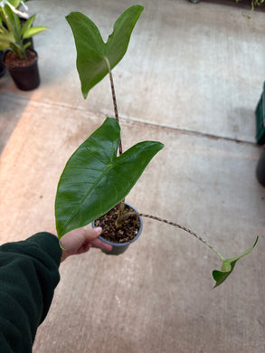 Alocasia 'Zebrina Tiger' 4
