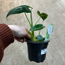 Load image into Gallery viewer, Alocasia Frydek 4&quot;
