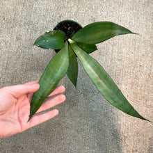 Load image into Gallery viewer, Sansevieria &#39;Moonshine&#39; 4&quot; - Snake Plant
