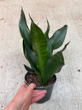 Load image into Gallery viewer, Sansevieria Black Dragon 6" - Snake Plant