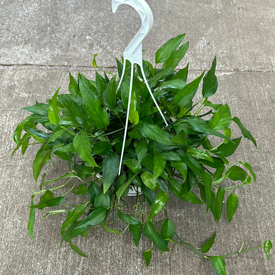 skeleton pothos Epipremnum Skeleton Key 8" HB