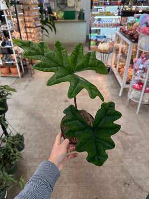 Alocasia Jacklyn 6