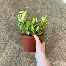 Load image into Gallery viewer, Hoya Krimson Princess 6&quot;