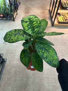 Homalomena camouflage 6"