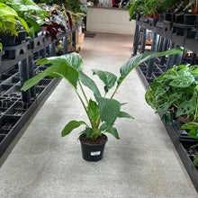 Load image into Gallery viewer, Tacca integrifolia 6&quot; - Bat Plant