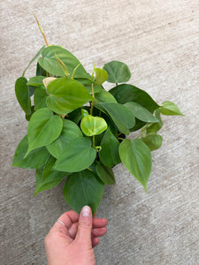 Philodendron cordatum 6" - Heartleaf Philodendron