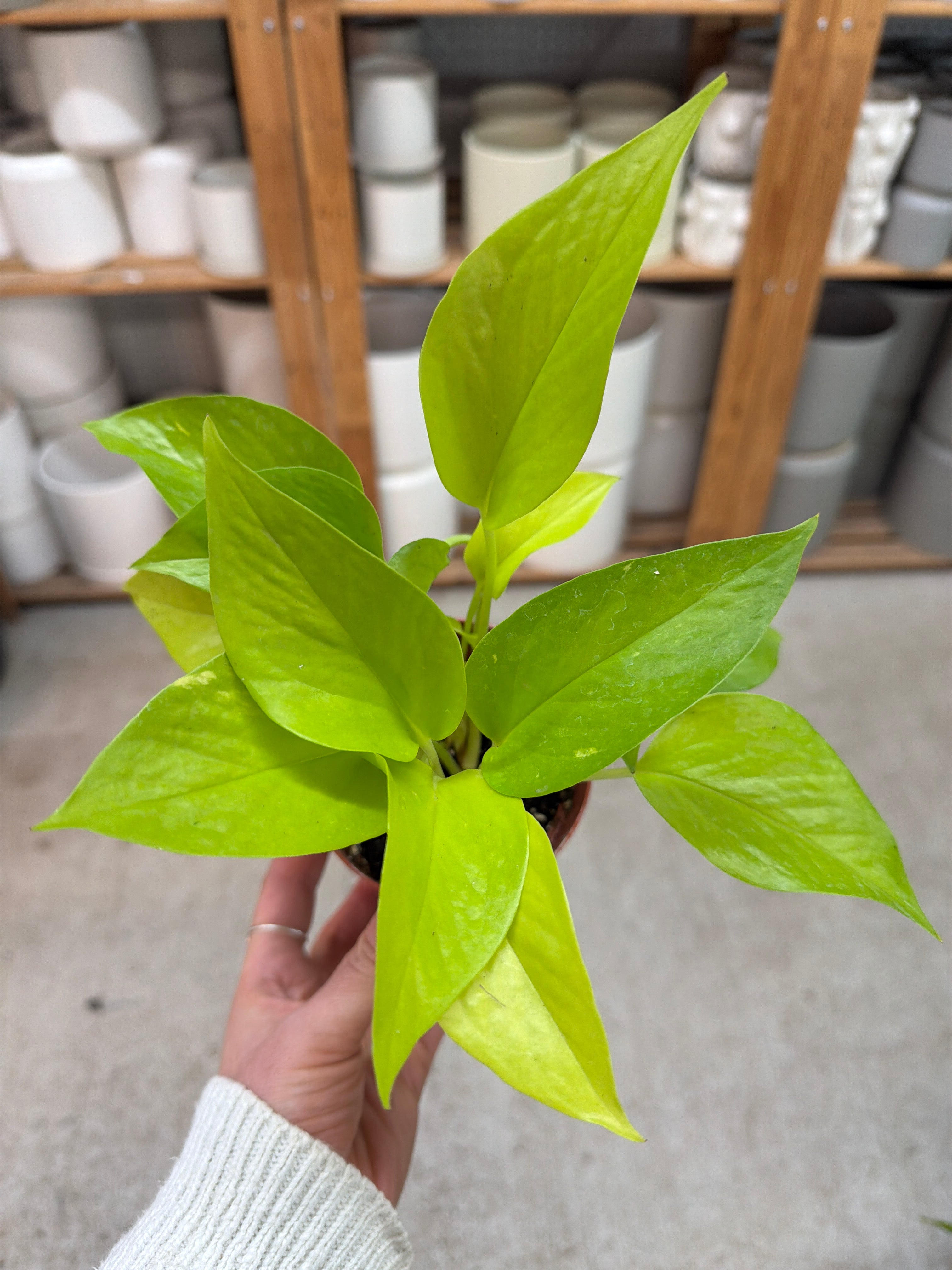 buy rare philodendron online Buy Philodendron Pink Princess Plant Sapling (1pc) | Only Rs.99/-