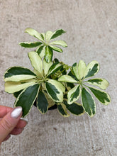 Load image into Gallery viewer, Schefflera Ivory  4" - Variegated Umbrella Plant