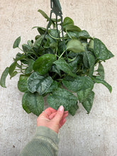 Load image into Gallery viewer, Scindapsus sp. 8" HB - Satin Pothos