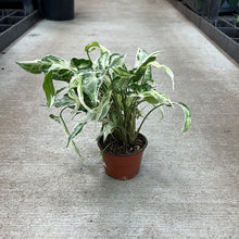 Load image into Gallery viewer, Syngonium Starlite 4&quot;