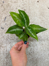 Load image into Gallery viewer, Aglaonema Pictum Bicolor 2&quot;
