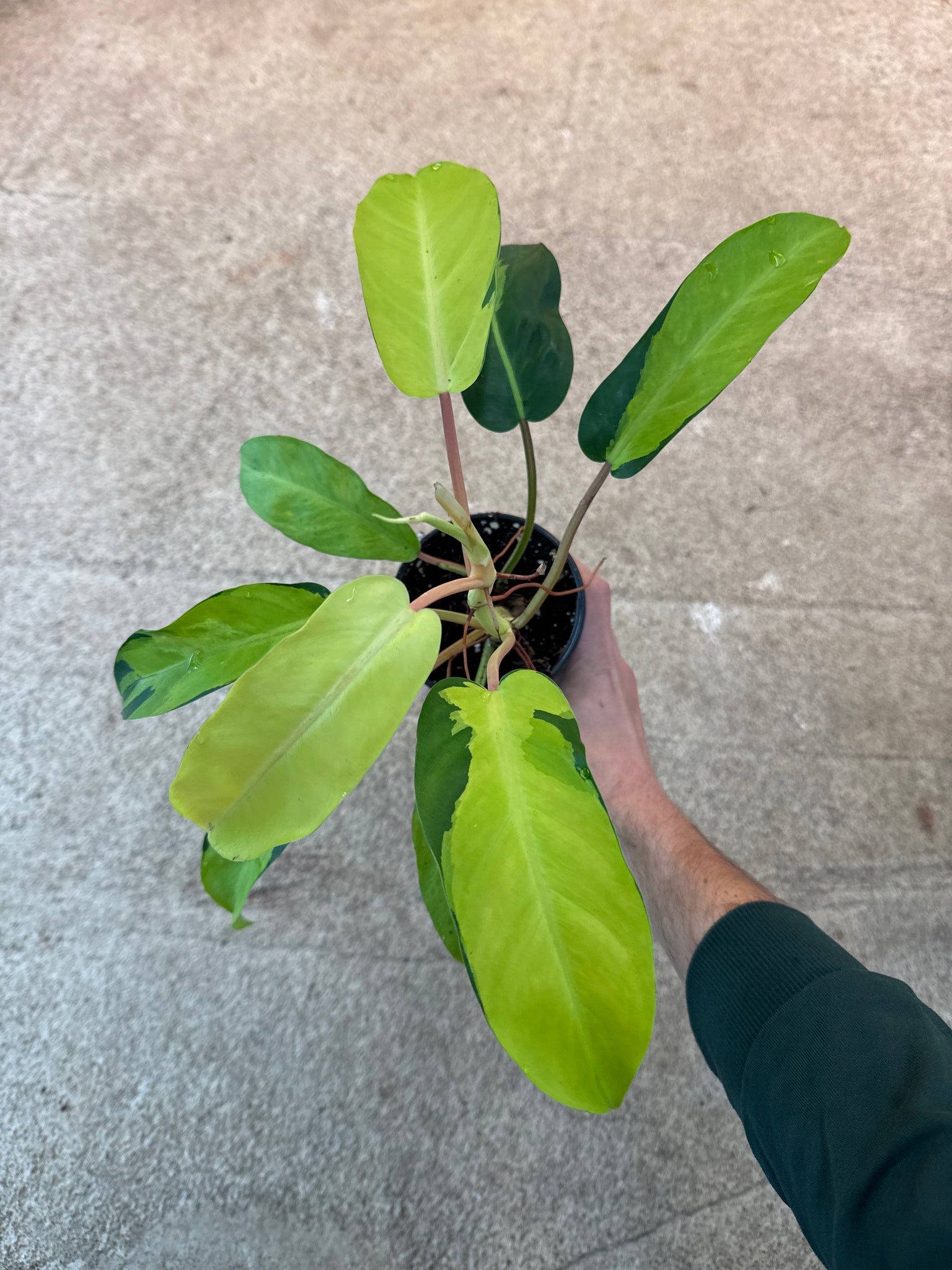 thailand philodendron Philodendron Thai Sunrise 4" – Kent East Hill Nursery
